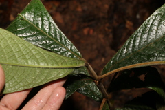 Atractocarpus hirtus