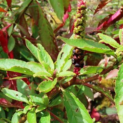 Phytolacca octandra