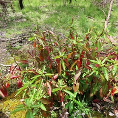 Phytolacca octandra