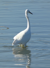 Egretta garzetta