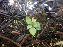 Pterostylis tasmanica