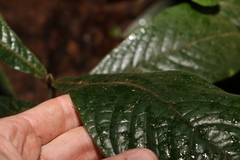 Atractocarpus hirtus