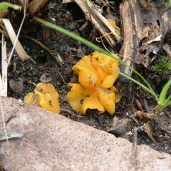 Phaeohelotium baileyanum