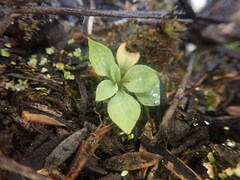 Pterostylis tasmanica