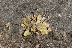 Plantago raoulii