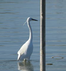 Egretta garzetta