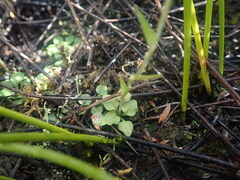 Pterostylis puberula
