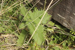 Urtica ferox
