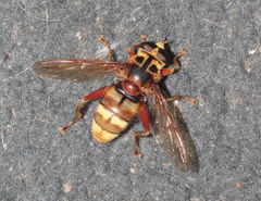 Milesia crabroniformis