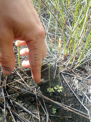 Pterostylis puberula