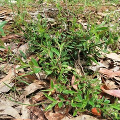 Billardiera mutabilis