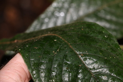 Atractocarpus hirtus