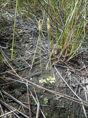 Pterostylis puberula