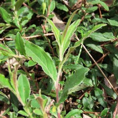 Billardiera mutabilis