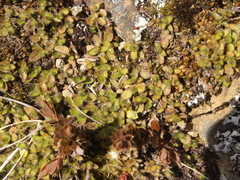 Leptostigma setulosum