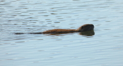 Myocastor coypus