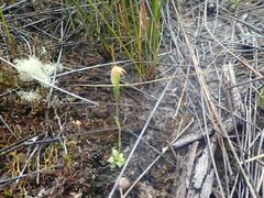 Pterostylis puberula