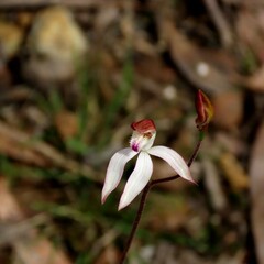 Caladenia moschata
