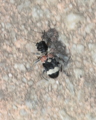 Clerus mutillarius