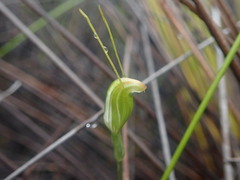 Pterostylis puberula