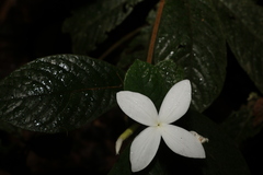 Atractocarpus hirtus