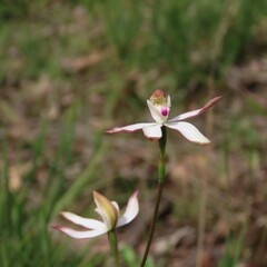 Caladenia moschata