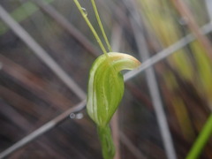 Pterostylis puberula