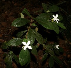 Atractocarpus hirtus