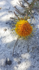 Leucospermum prostratum
