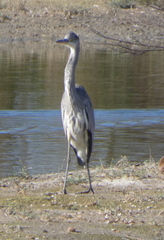 Ardea cinerea