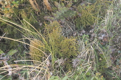 Austrolycopodium fastigiatum