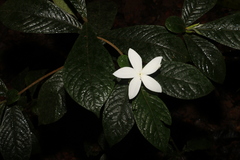 Atractocarpus hirtus