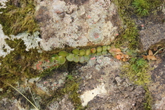 Epilobium brunnescens