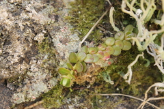 Epilobium brunnescens
