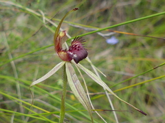 Caladenia australis
