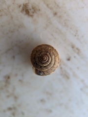 Xeroplexa intersecta