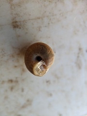 Xeroplexa intersecta