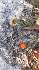 Leucospermum prostratum