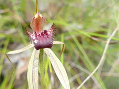 Caladenia australis