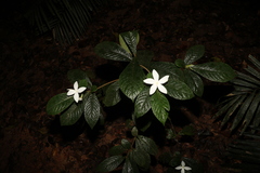 Atractocarpus hirtus