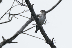 Muscicapa griseisticta