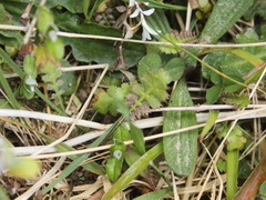 Leptinella squalida