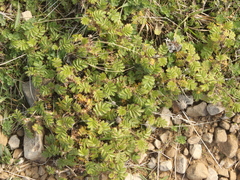 Acaena anserinifolia