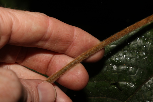 Image of Atractocarpus hirtus by (c) Greg Tasney, some rights reserved (CC BY-SA)