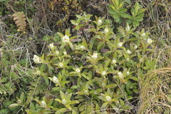 Anaphalioides trinervis