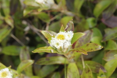 Anaphalioides trinervis