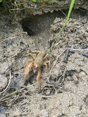 Engaeus hemicirratulus