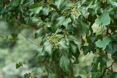 Hedera rhombea