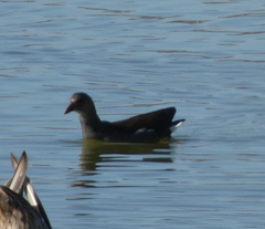 Gallinula chloropus