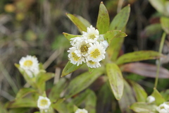 Anaphalioides trinervis